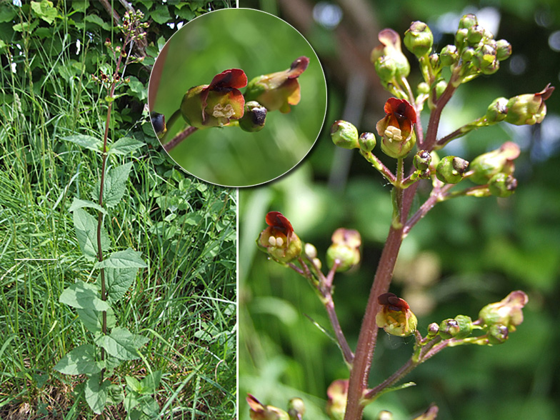 Scrophularia nodosa