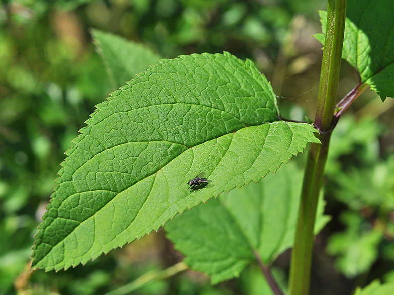 Scrophularia nodosa