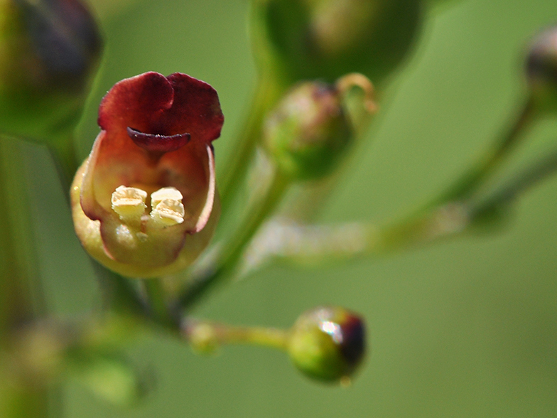 Scrophularia nodosa