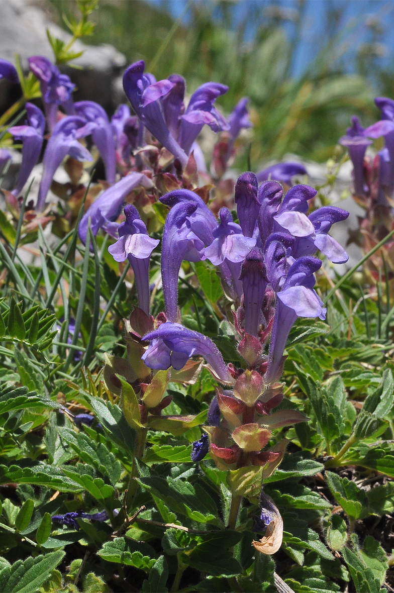 Scutellaria alpina