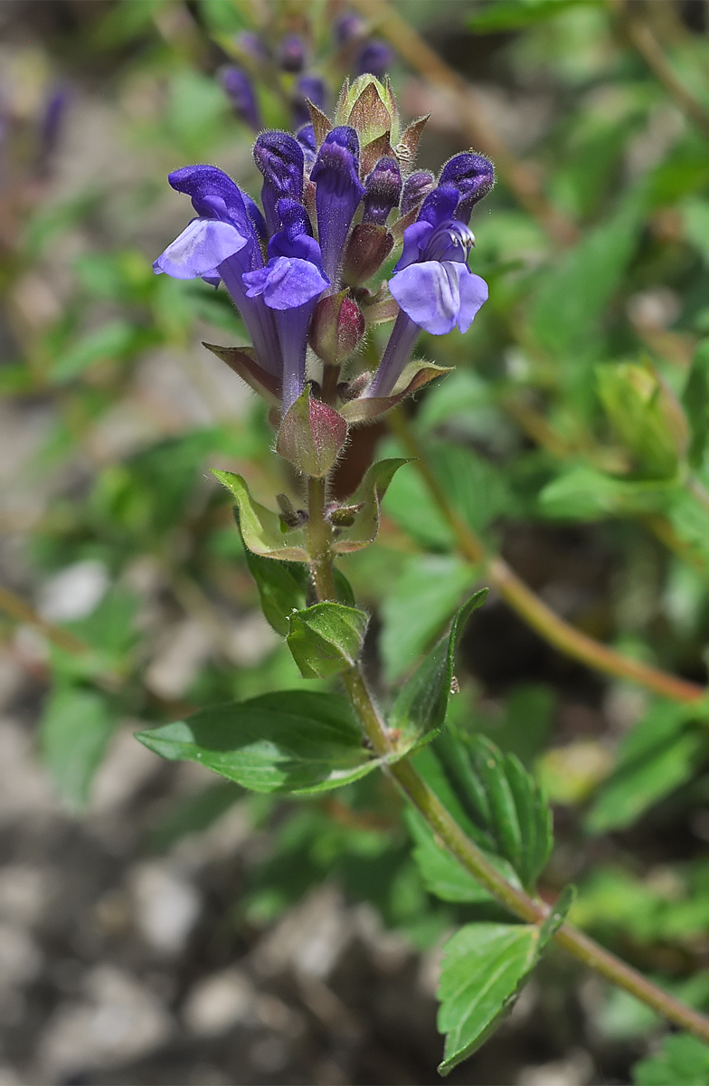 Scutellaria alpina
