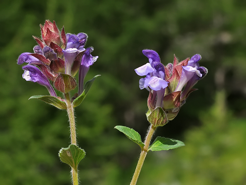 Scutellaria alpina