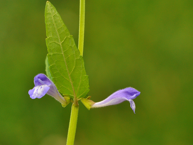 Scutellaria galericulata