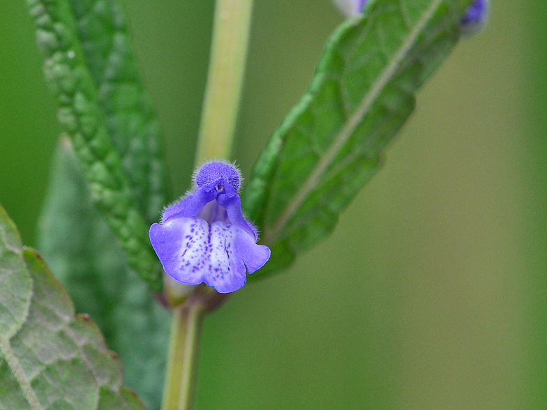 Scutellaria galericulata