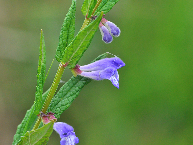 Scutellaria galericulata