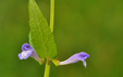 Scutellaria galericulata