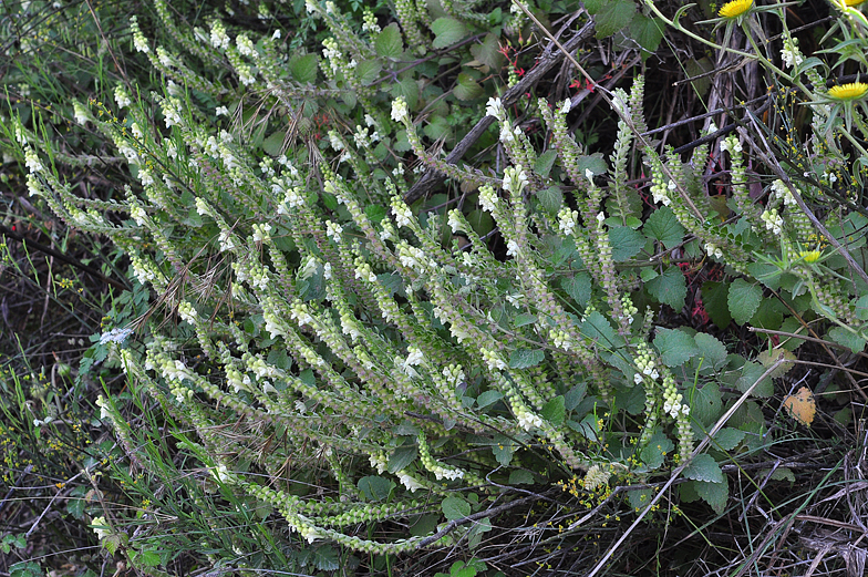 Scutellaria sieberi