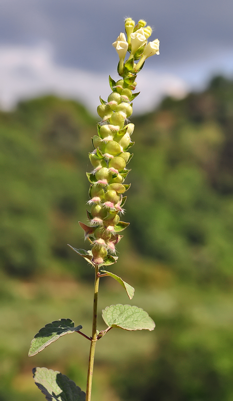 Scutellaria sieberi