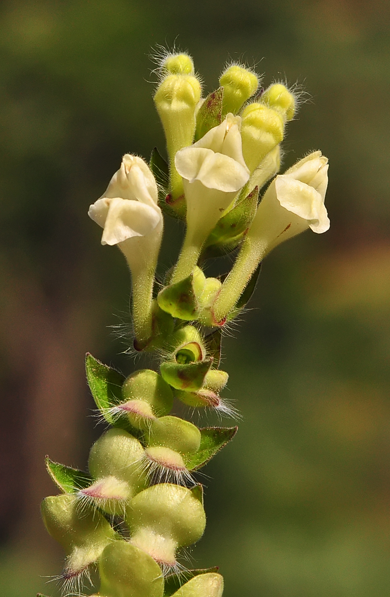 Scutellaria sieberi