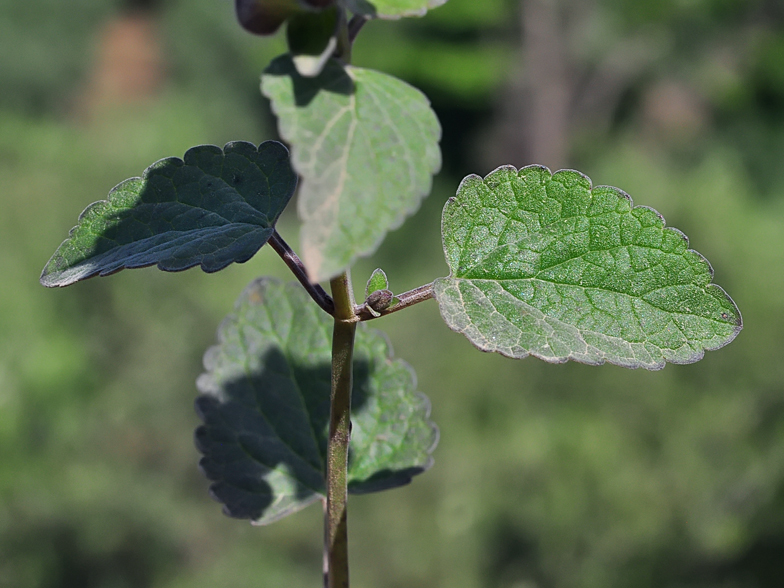 Scutellaria sieberi