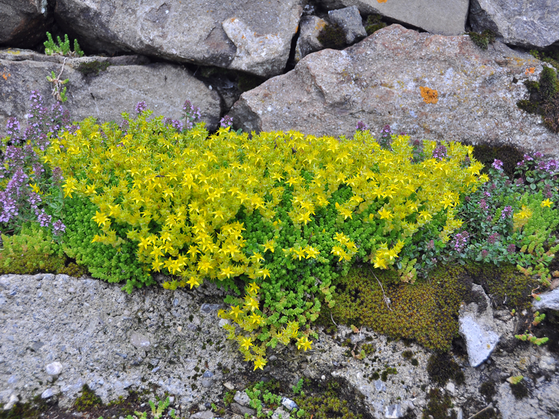 Sedum acre