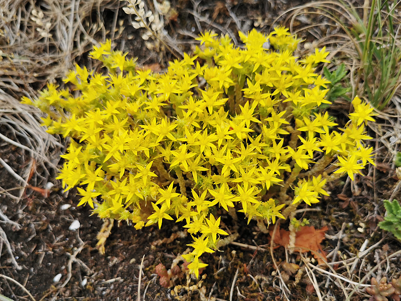 Sedum acre