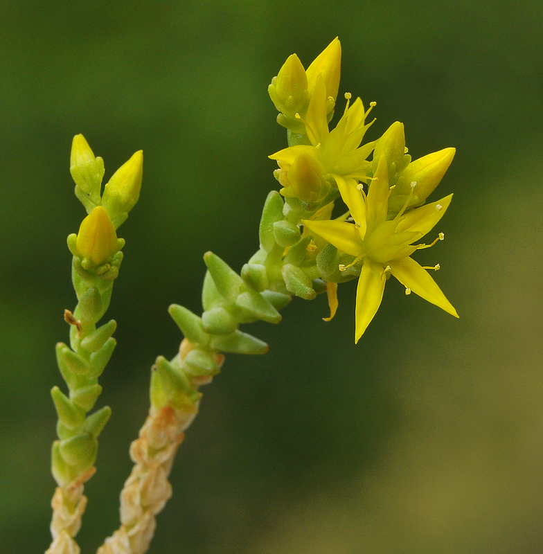 Sedum acre