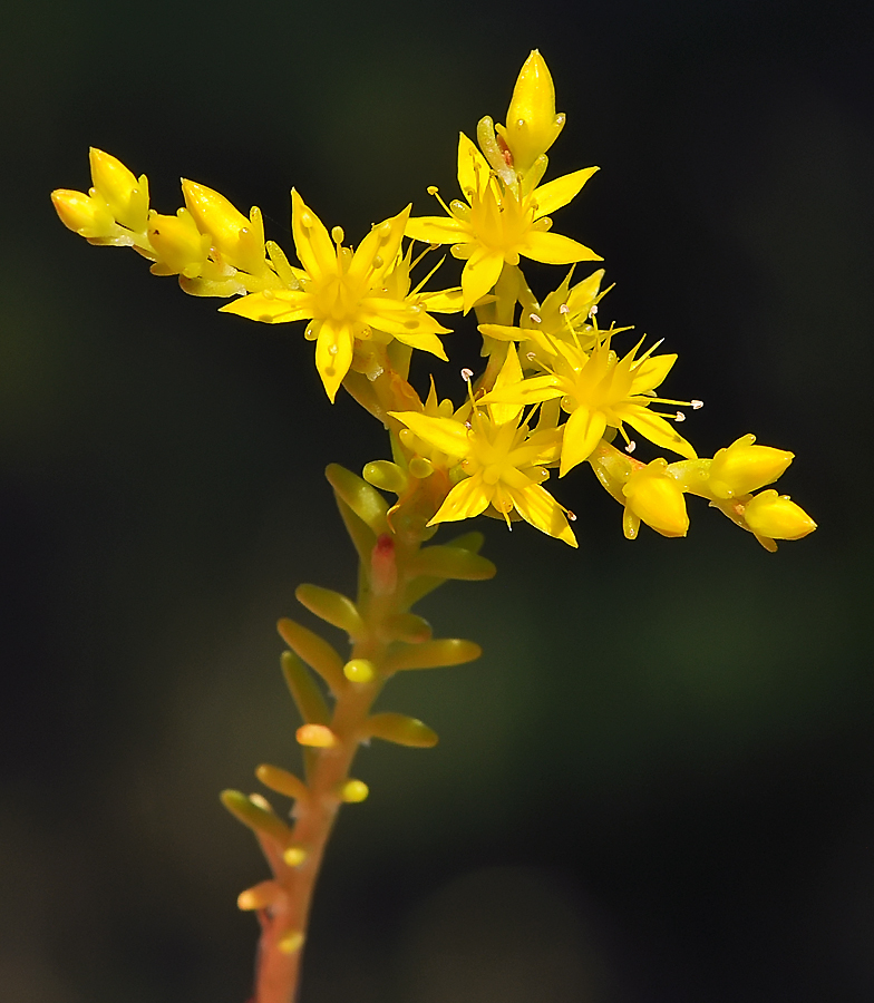 Sedum acre