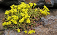 Sedum acre