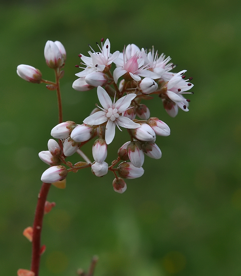 Sedum album