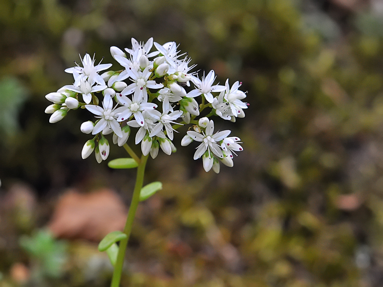 Sedum album