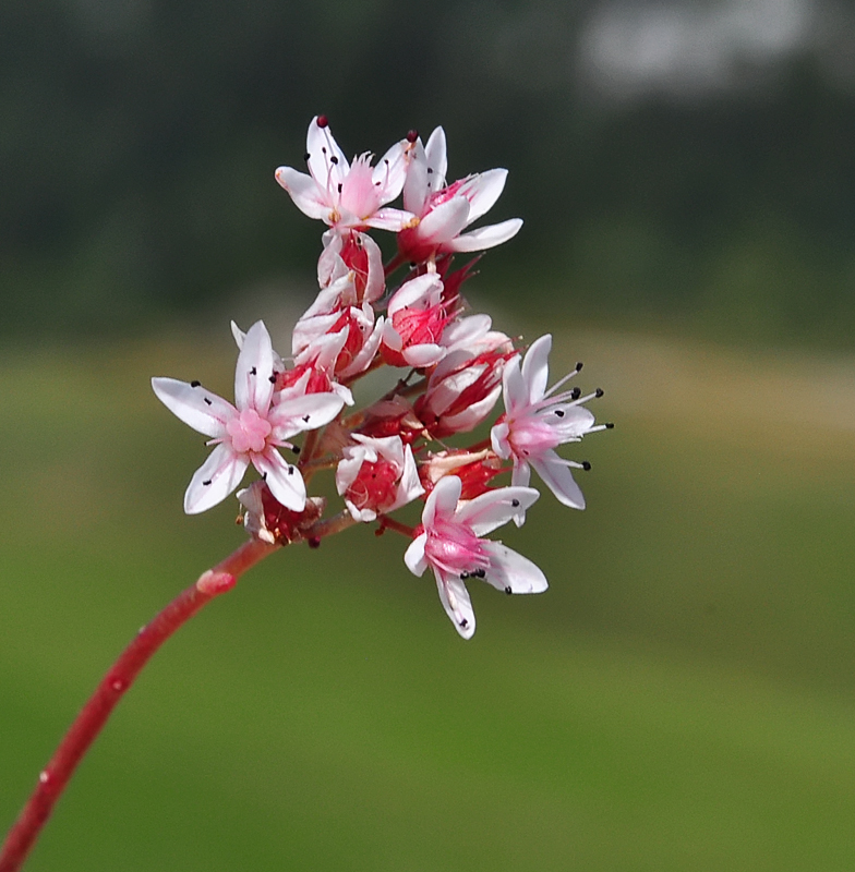 Sedum album