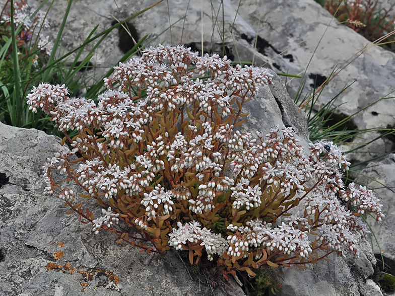 Sedum album