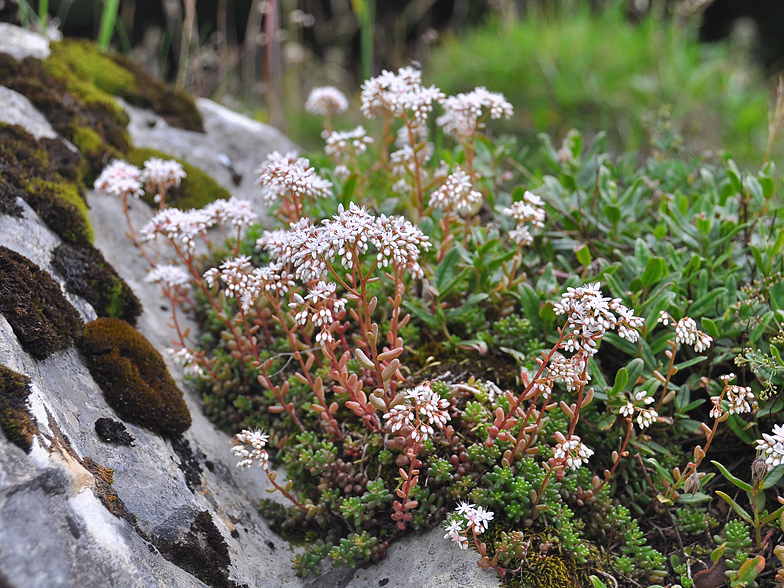 Sedum album