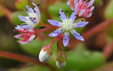 Sedum caeruleum