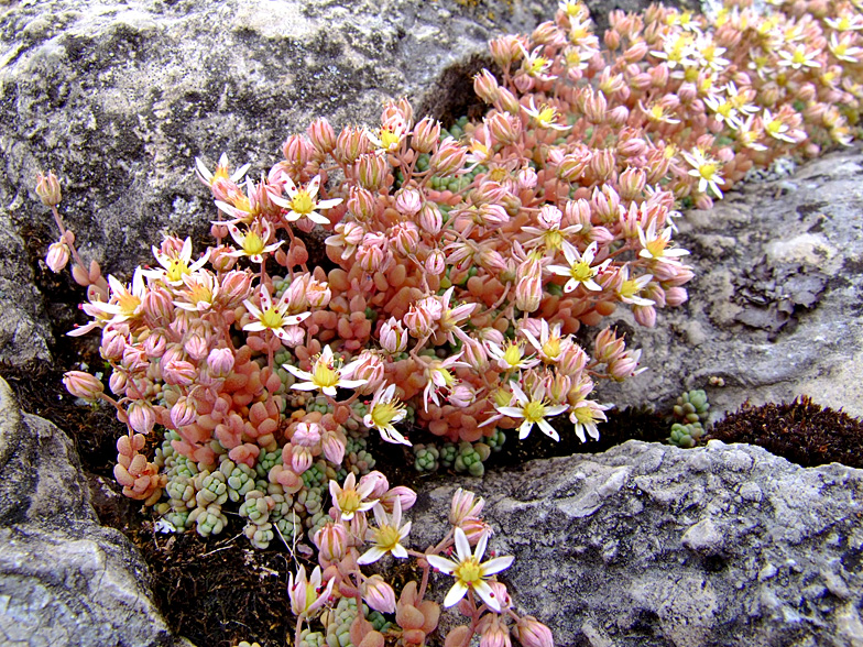 Sedum dasyphyllum