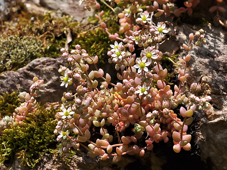 Sedum dasyphyllum