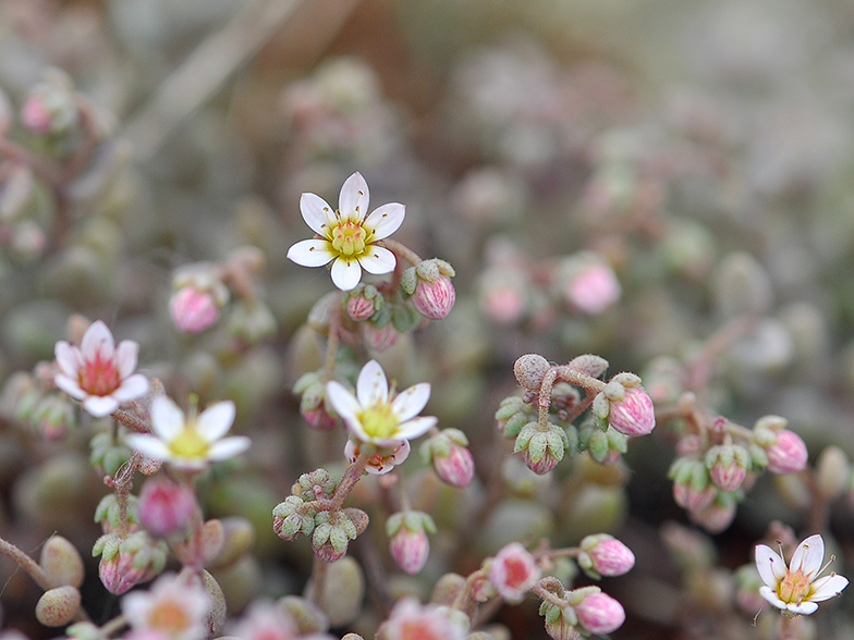 Sedum dasyphyllum