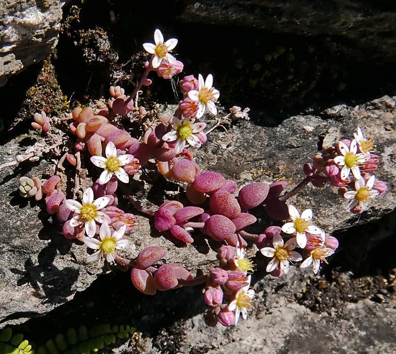 Sedum dasyphyllum