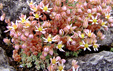 Sedum dasyphyllum