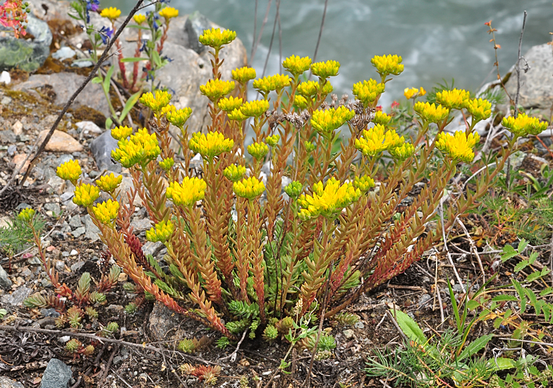 Sedum montanum