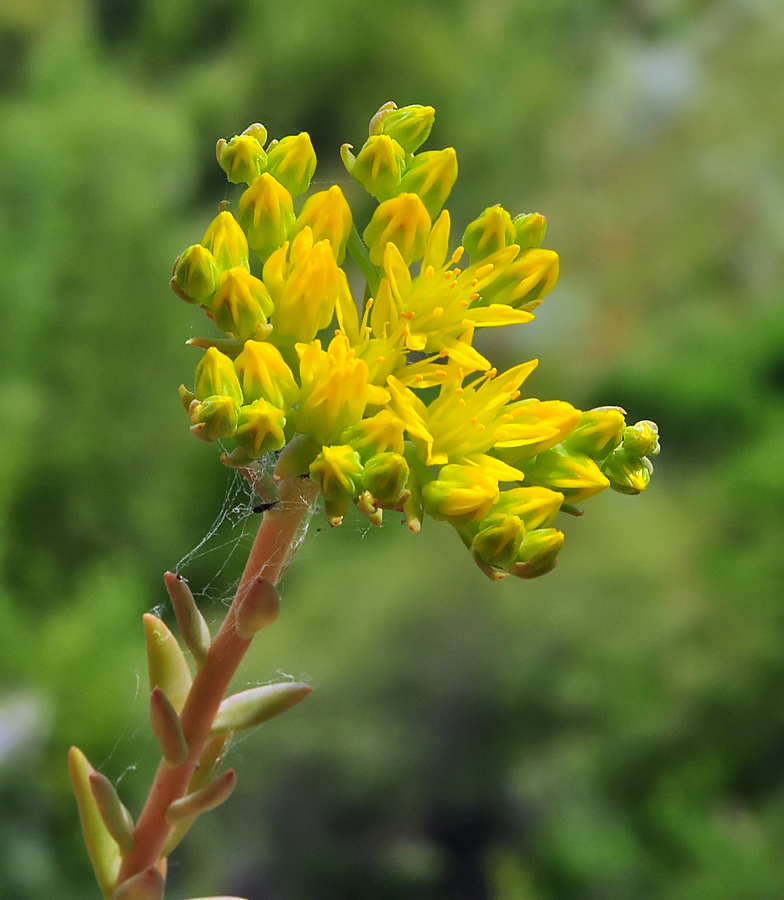 Sedum montanum