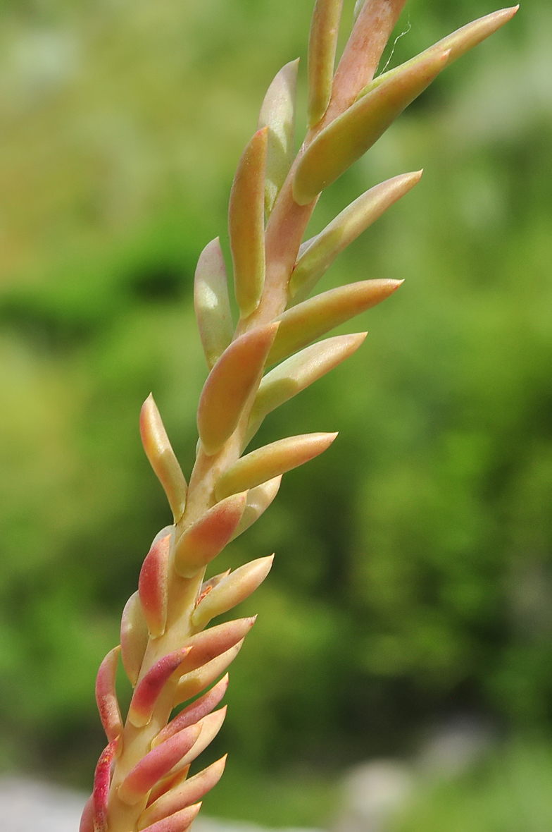 Sedum montanum