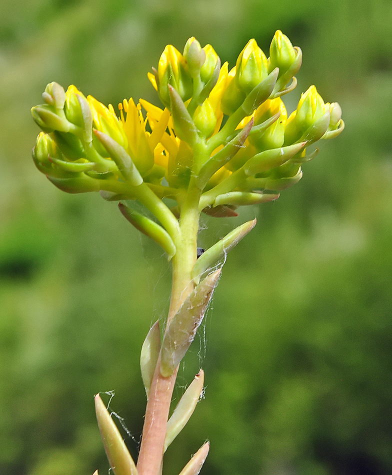 Sedum montanum