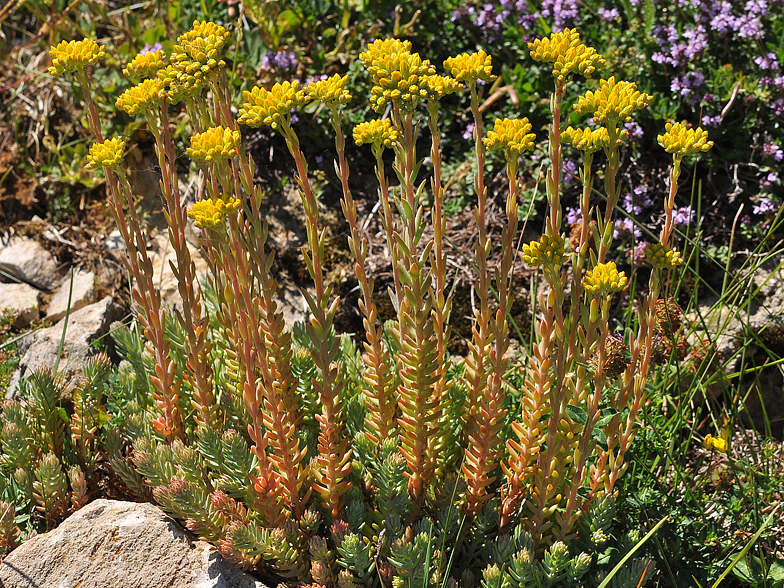 Sedum montanum