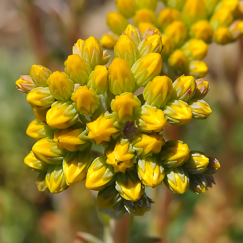 Sedum montanum