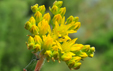 Sedum montanum