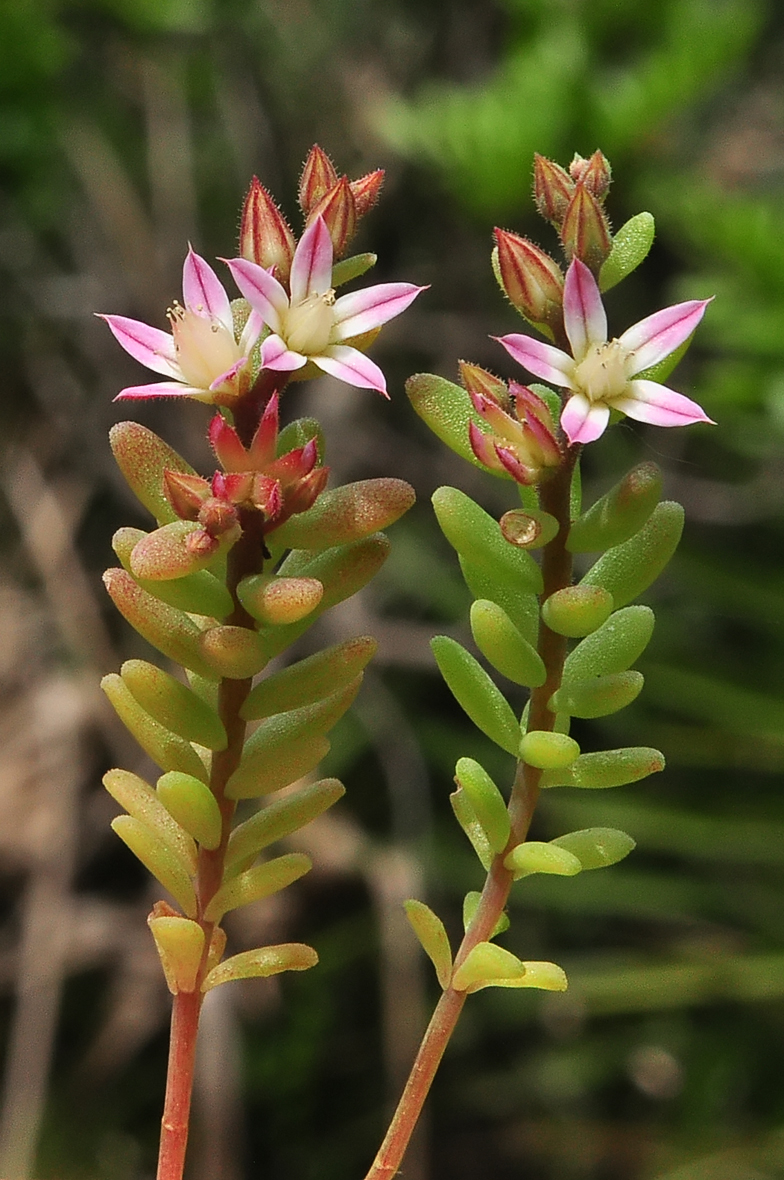 Sedum rubens