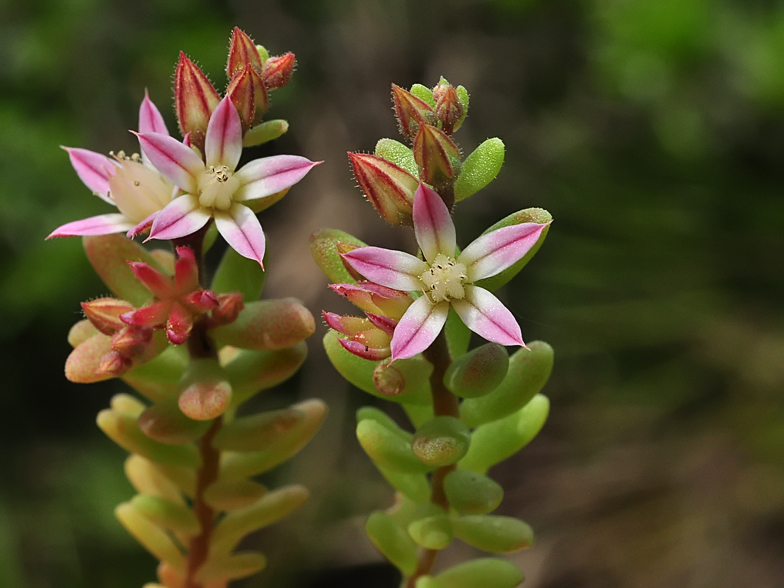 Sedum rubens