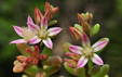 Sedum rubens