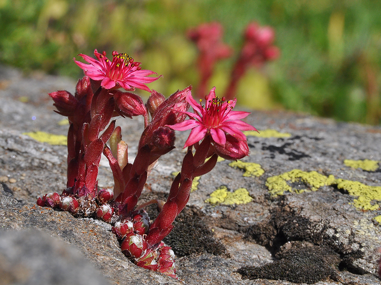 Sempervivum arachnoideum