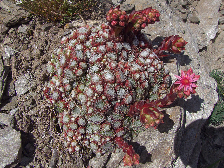 Sempervivum arachnoideum