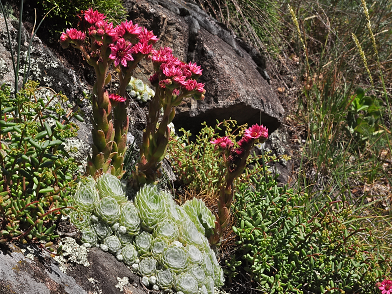 Sempervivum arachnoideum