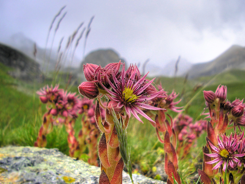 Sempervivum arachnoideum