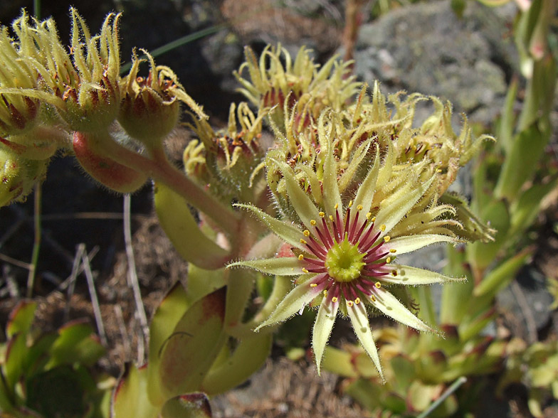 Sempervivum grandiflorum