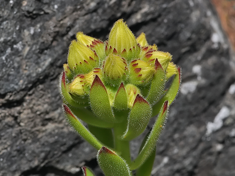 Sempervivum grandiflorum