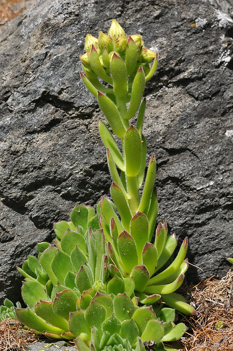 Sempervivum grandiflorum