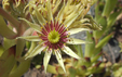 Sempervivum grandiflorum