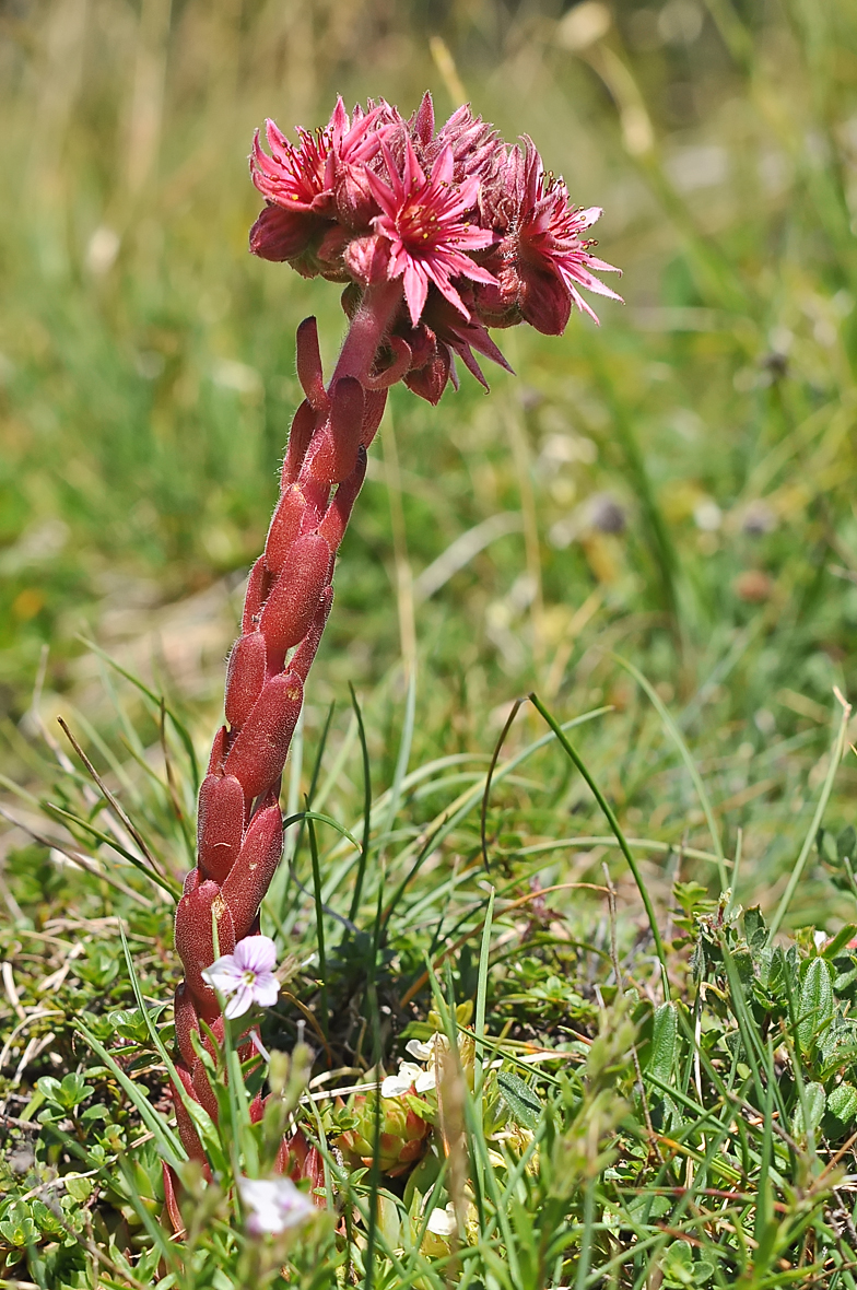 Sempervivum montanum