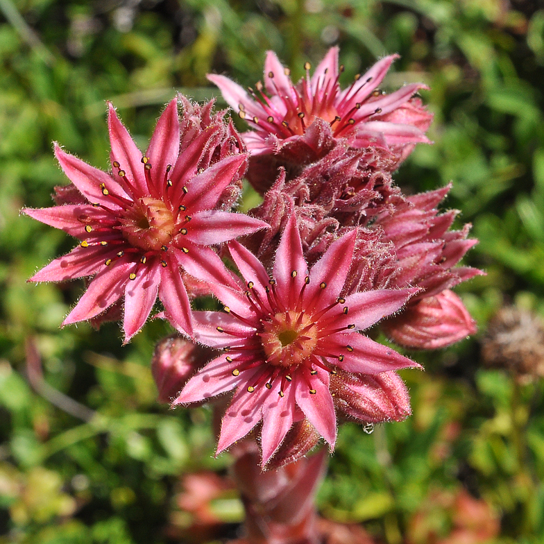 Sempervivum montanum